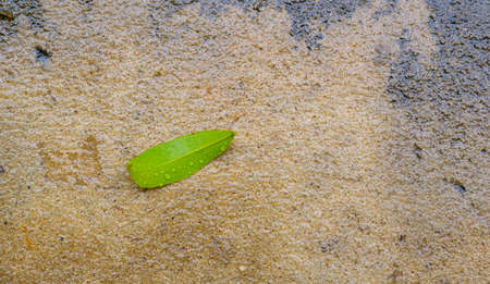 Leaf of tree and rain drop on to the ground,rebound upの写真素材