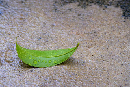 Leaf of tree and rain drop on to the ground,rebound upの写真素材