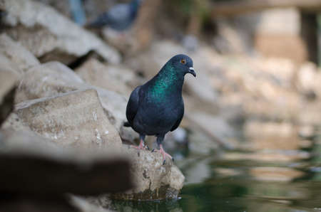 Pigeon standing in natureの写真素材