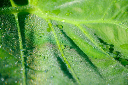 Rain drop on leaf ,green color