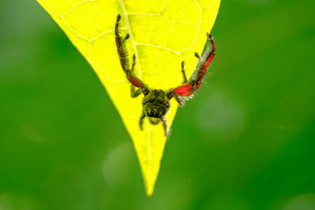 Spider jumping hold on leaf treeの写真素材