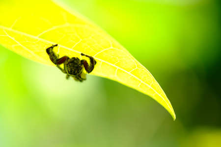 Spider jumping hold on leaf treeの写真素材