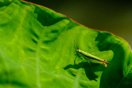 grasshopper standing on  leaf ,insect green colorの写真素材