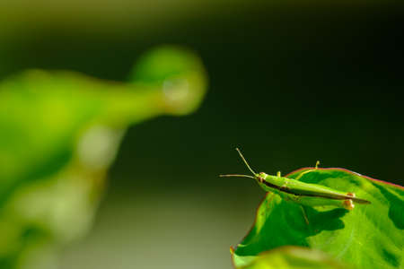 grasshopper standing on  leaf ,insect green colorの写真素材