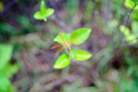Dragonfly honding on leaf on bokeh of sunlight  backgroundsの写真素材