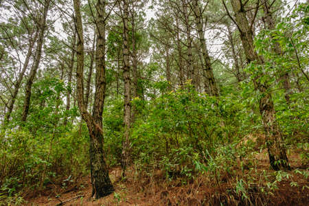 Tree in forest it's big log,nature background