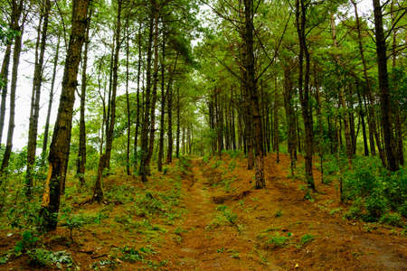 Tree in forest it's big log,nature backgroundの写真素材