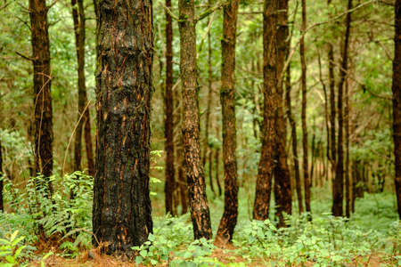 Tree in forest it's big log,nature background