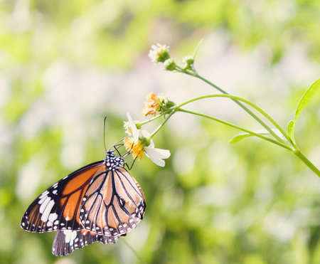Butterfly in wildlife and tone color vintageの写真素材