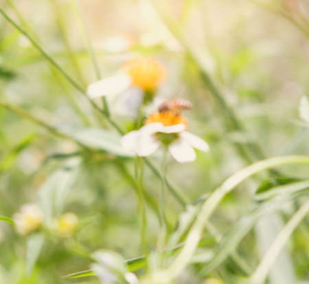 Flower blooming in garden and vintage tone color,defocus for blur backgroundの写真素材