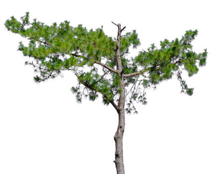 Pine tree in isolatedの写真素材