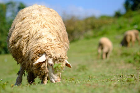 Sheeps in farmland eating meadowの写真素材