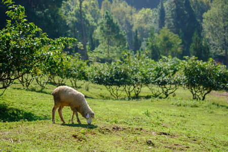 Sheeps in farmland eating meadowの写真素材