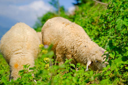Sheeps in farmland eating meadowの写真素材