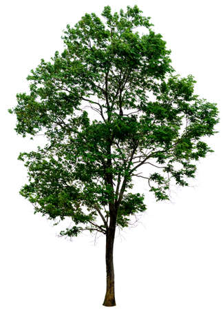 tree in isolatedの写真素材