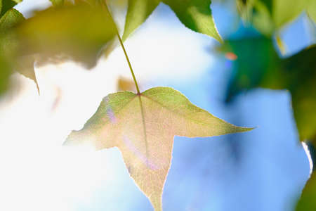 Maple young leaves on tree and sunlightの写真素材