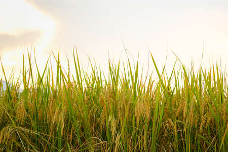Rice in field conversion test at Asianの写真素材