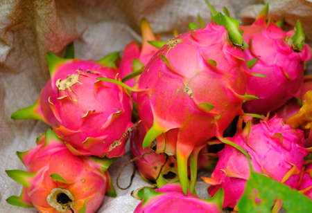 Dragon fruit groupの写真素材