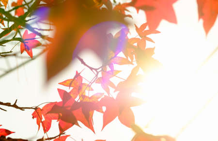 Maple leaf and blue sky at asiaの写真素材