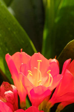 Flower growing in gardenの写真素材