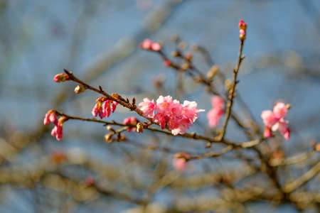 Flower pink color blooming on treeの写真素材