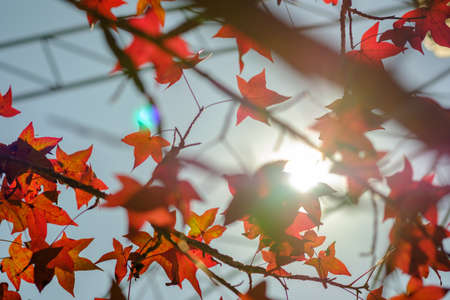 maple leaf and blue sky at asiaの写真素材