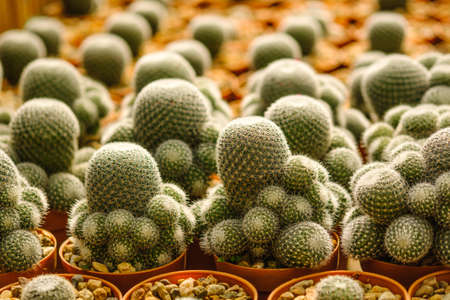 Cactus in pot and background