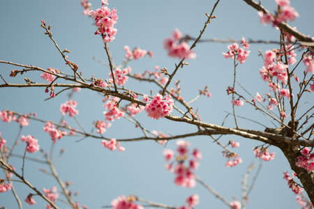 Flower pink color blooming on treeの写真素材