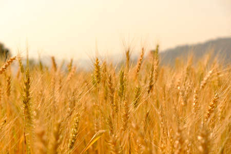 barley in field conversion test at North Thailand,rice golden color,barley for backgroundの写真素材