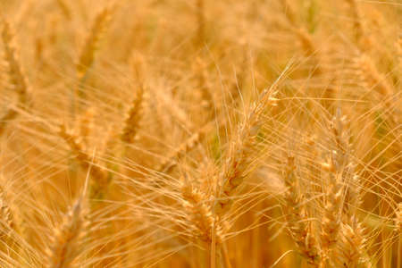barley in field conversion test at North Thailand,rice golden color,barley for backgroundの写真素材