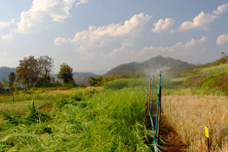 system watering in farm agricultural plants,barley in field conversion test at North Thailand,barley for backgroundの写真素材