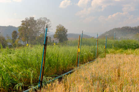 system watering in farm agricultural plants,barley in field conversion test at North Thailand,barley for backgroundの写真素材
