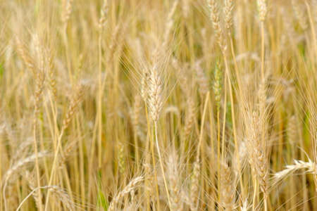 Barley in field conversion test at North Thailand,rice golden colorの写真素材