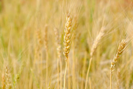 Barley in field conversion test at North Thailand,rice golden colorの写真素材