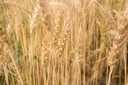 Barley in field conversion test at North Thailand,rice golden colorの写真素材