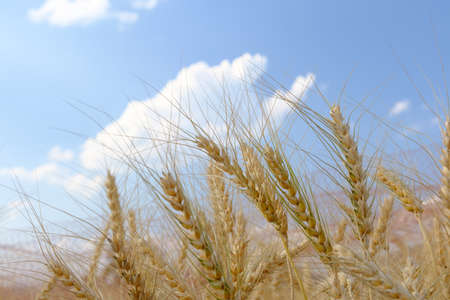 Barley in field conversion test at North Thailand,barley and blue skyの写真素材