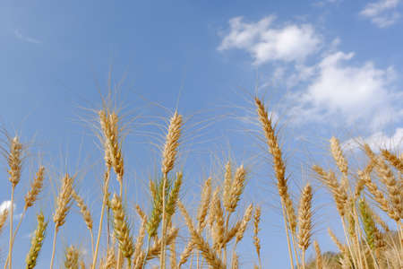 Barley in field conversion test at North Thailand,barley and blue skyの写真素材