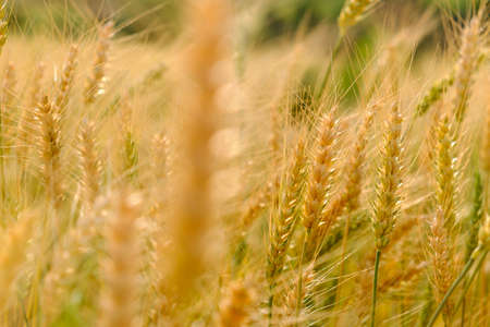 Barley in field for crops,rice dry at farmの写真素材
