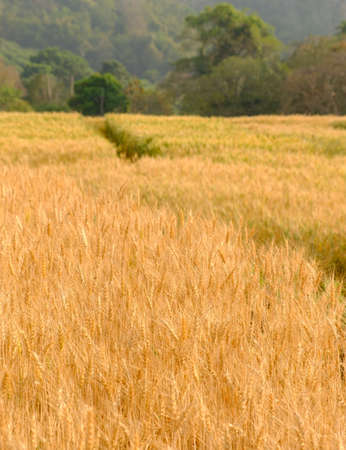 Barley in field for crops,rice dry at farmの写真素材