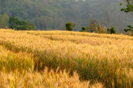 barley in field for crops,rice dry at farmの写真素材