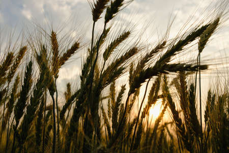 barley in field for crops,rice dry at farm,silhouette and sunset of dayの写真素材