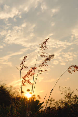 Silhouette of grass in sunset