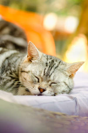 Cat feel relaxed on carpetの写真素材
