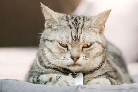 Cat feel relaxed on carpetの写真素材