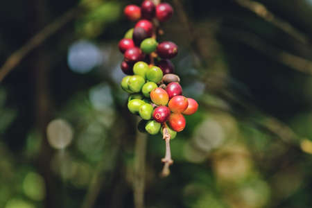 Close up bean coffee on tree in nature