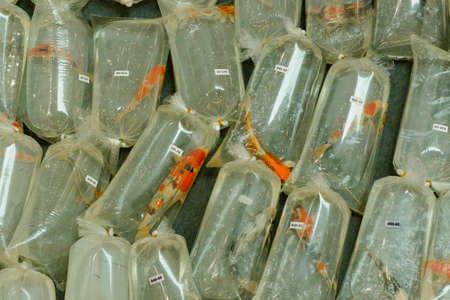 Koi carp  fish japan fancy color put in the plastic bagの写真素材