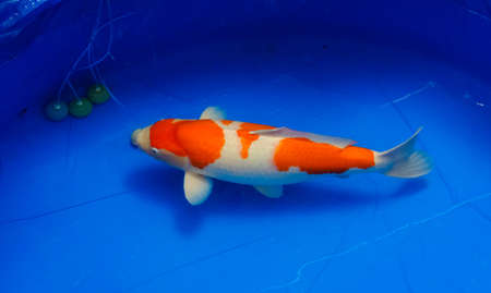 Koi carp fish swimming closeup photoの写真素材
