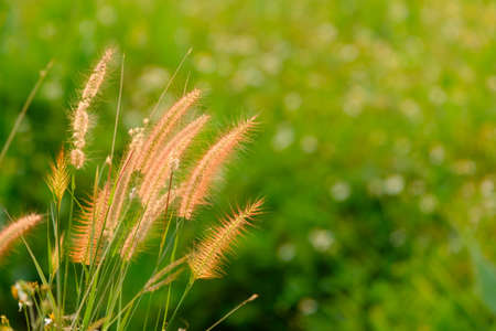 Flower grass in sunlight