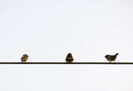 Bird hold on wireの写真素材