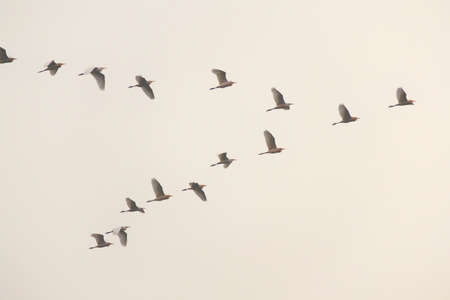 Bird flying back to home